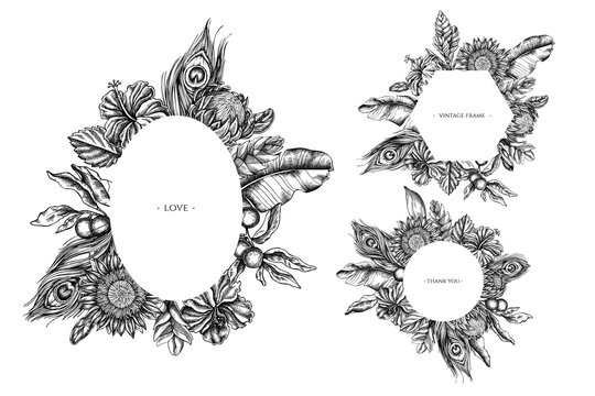 Floral frames with black and white banana palm leaves, hibiscus, solanum, bromeliad, peacock feathers, protea