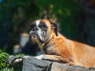 A lying adult dog of the breed "Boxer" in site view outside in nature in front of green bushes. He looks directly into the camera.