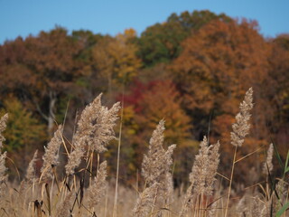 grass and reed during fall folaige
