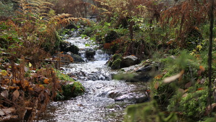Bachlauf im herbstlichen Farn