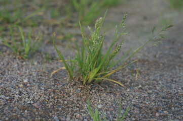 grass in the sand