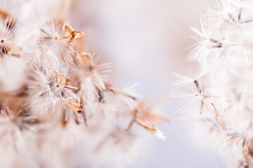 Abstract natural fluff plants close up, autumn or winter background