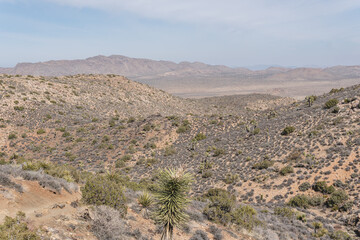 Joshua Tree National Park is geographically diverse desert wilderness , ranging from lush green desert plants to dry and barren grounds that stretch for miles. © Erin