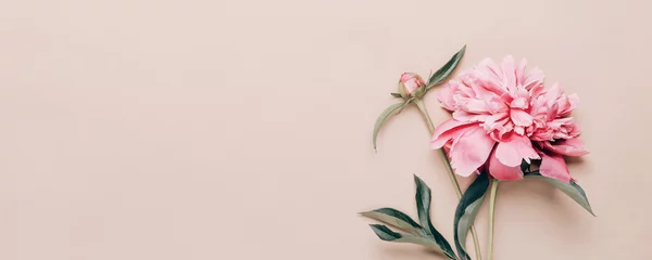 Schöne rosa Pfingstrose auf Papierhintergrund. Feiertagsblumenbanner. Minimale flache Lage © colnihko