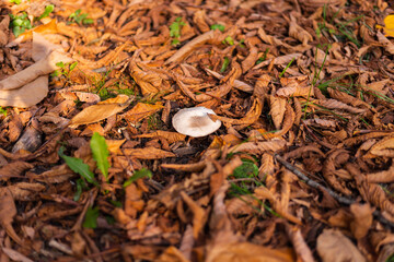 Outdoor shot of champignon growing in park, autumn orange leaves. 