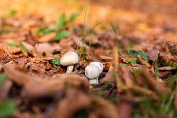 Outdoor shot of champignon growing in park, autumn orange leaves. 