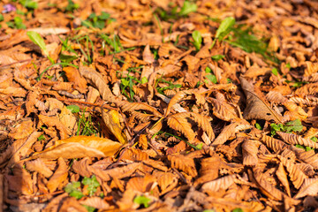 Top frame of golden dry orange and brown leaves fallen from tree in autumn  