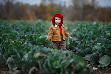 a little boy in a yellow jacket and red hat in a field of cabbage at the harvest
