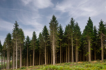 forest, edge of the forest.