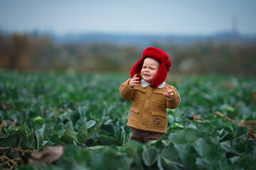 a little boy in a yellow jacket and red hat in a field of cabbage at the harvest