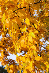 Bright photo of tree with yellow leaves. Autumn. 