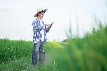 Asian farmer man using a smartphone at a green rice farm. Full body portrait image