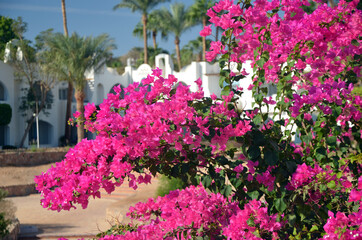 Decorative flowers in the park Sharm el-Sheikh. Egypt