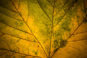 Leaf with autumn colors