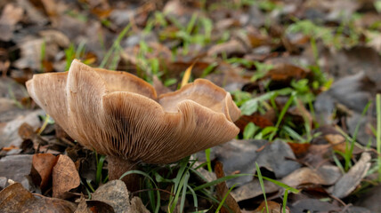 wooden door of the Church of the medieval type