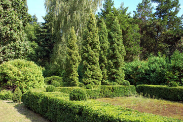 Clipped Buxus and fir tree