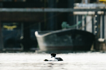 Profile view of Barrow's Goldeneye Ducks mating