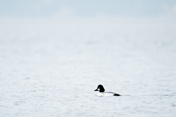 Profile view of a Common Goldeneye duck swimming on Puget Sound