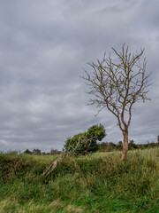 Winter tree and ivy nature background, Devon, England. Grey sky for copyspace.