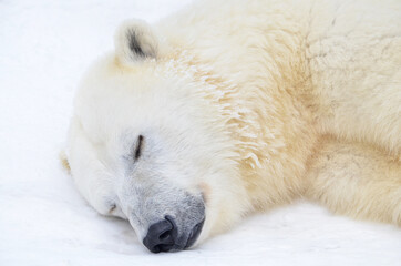 Naklejka na ściany i meble polar bear sleeping