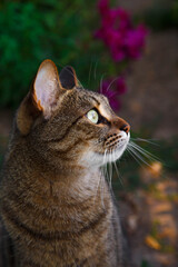 cat in the garden