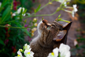 cat in the garden