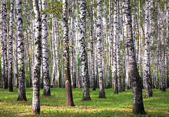 Obraz premium The first signs of autumn with yellow leaves on birches in a sunny park