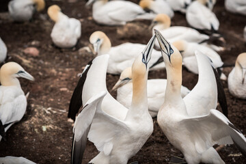 Close-up of a couple of northern gannets greeting each other