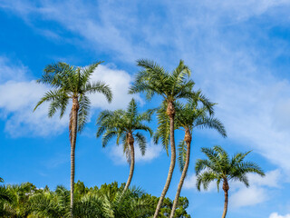 Fototapeta na wymiar Group of palm trees aganist a blue sky with white clouds in Southwest Florida in the United States