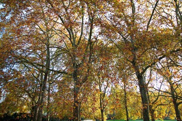 Fototapeta premium large trees with winter leafs in a park in London england uk the green park