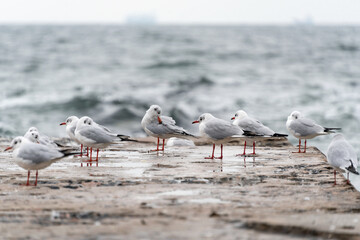 Seagulls on old pier on the Black Sea coast in bad cold stormy weather.