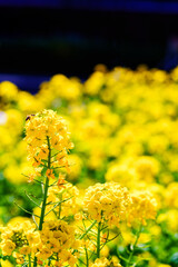菜の花とミツバチ　【春のイメージ】