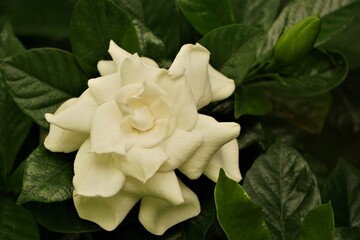 Pretty gardenia flower (Gardenia jasminoides) blooming in the green garden background , Spring in GA USA.
