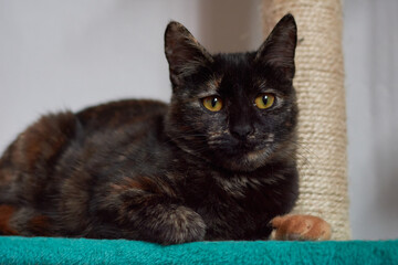 A beautiful black orange cat with orange eyes sitting on a stand
