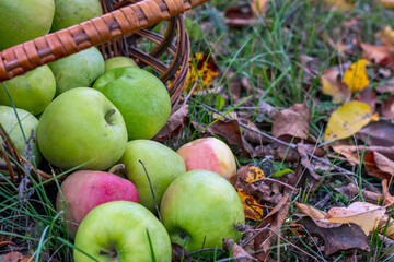 A wicker basket lies on the ground in an autumn garden with pink and green ripe apples, close up - the concept of a rich harvest