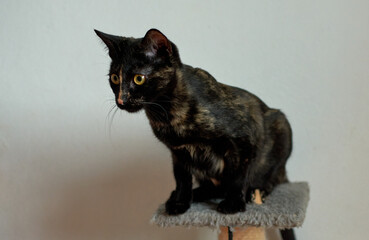 A beautiful shot of a patterned black cat with bright green eyes