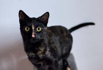 A beautiful shot of a black cat with bright green eyes