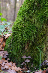 Oak covered in a thick layer of moss. November 2020