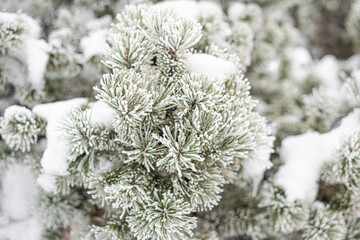 Christmas tree in snow background. Nature image.