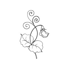 Sweet pea branch with flowers, leaves. The isolated object on a white background, a linear drawing with a black outline.  Hand drawn botanical vector illustration. 