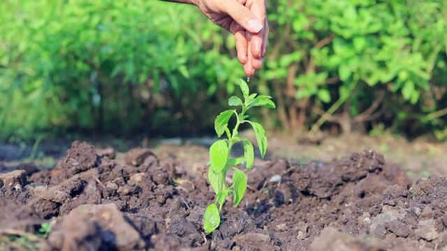 Hand Agriculture Watering Plant, Planting