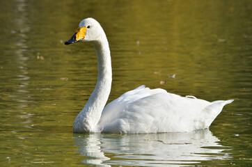 Naklejka premium white swan on the water