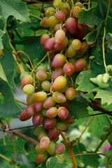 grapes on the vine