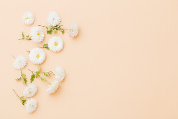 Fototapeta na wymiar white chrysanthemums on paper background