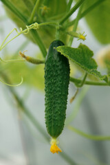 cucumber on the vine from farm