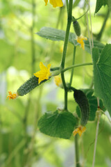 cucumber on the vine from farm