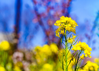 菜の花　【春のイメージ】