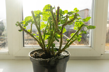 geraniums in pot on the windowsill. cut stems of geranium flower prepared for winter hibernation