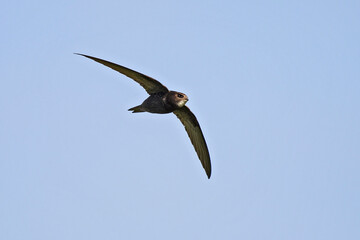 Common Swift (Apus apus) adult flying in blue sky, Baden-Wuerttemberg; Germany