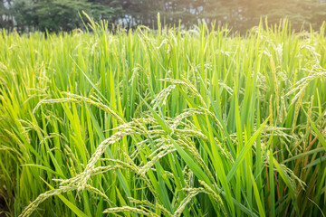 Fototapeta premium Green and yellow rice is growing well in the hot sun of summer.